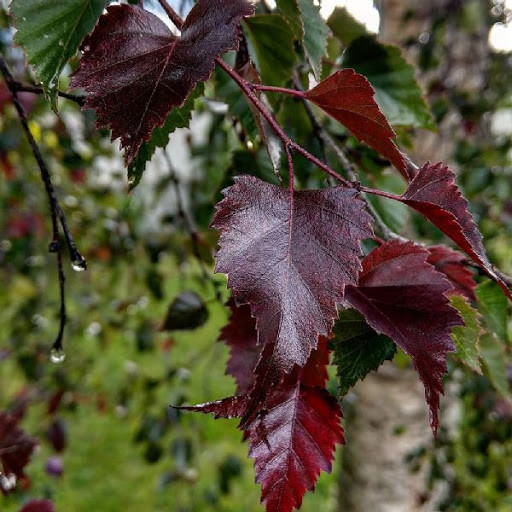 Betula pendula Purpurea.jpg