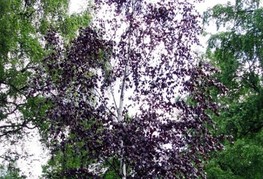 Betula pendula 'Purpurea' - rdečelistna breza
