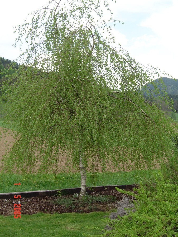 Betula pendula Youngii.jpg