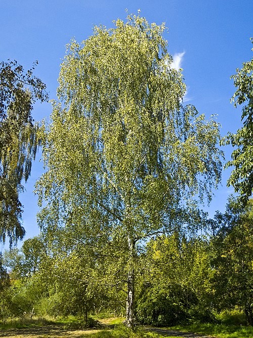 Betula pendula.jpg