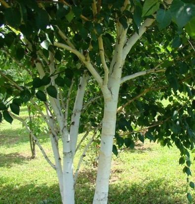 Betula utilis Doorenbos 1.jpg