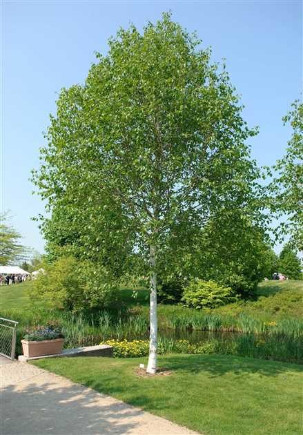 Betula utilis doorenbos.jpg
