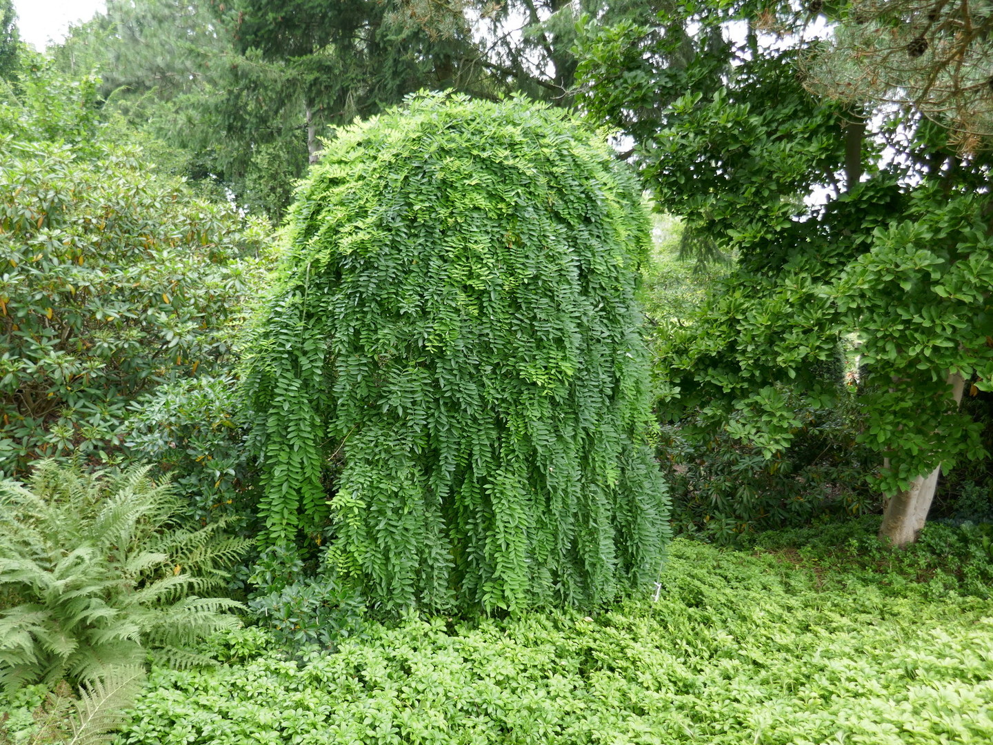 Caragana arborescens Pendula.jpg