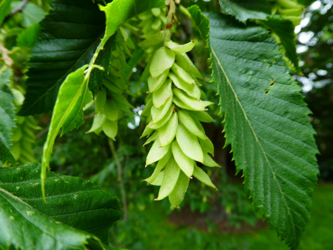 Carpinus betulus 1.jpg
