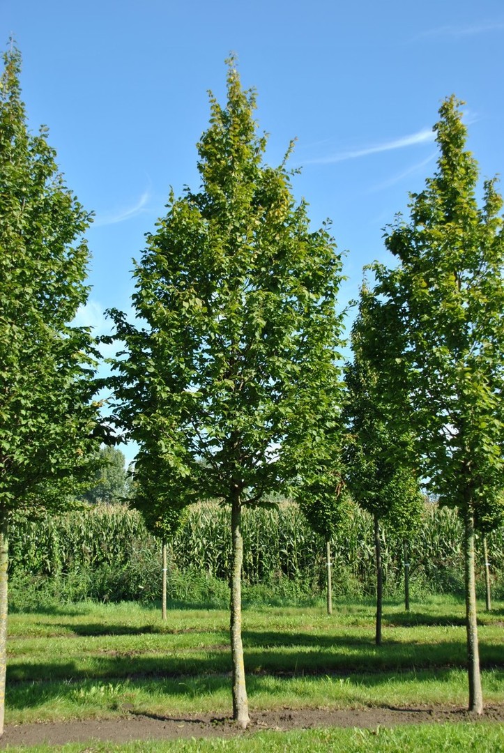 Carpinus betulus Beeckam.jpg