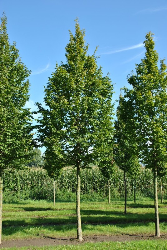 Carpinus betulus Beeckam.jpg
