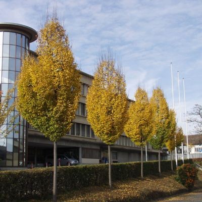 Carpinus betulus Fastigiata.jpg