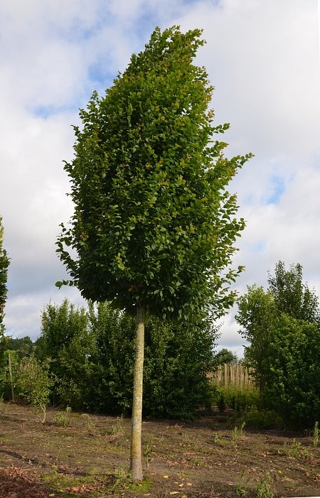 Carpinus betulus Lucas.JPG