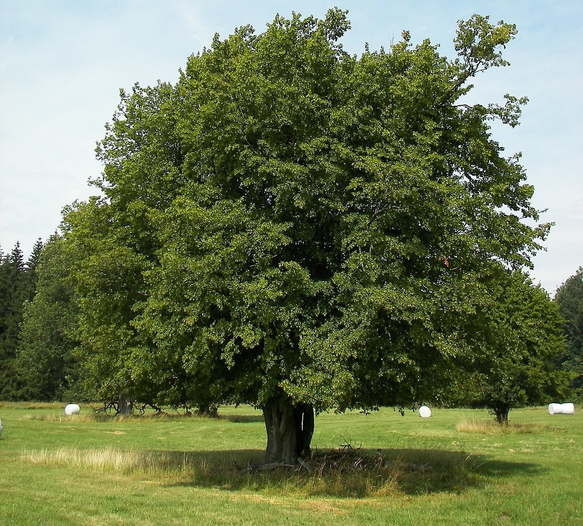 Carpinus betulus.jpg
