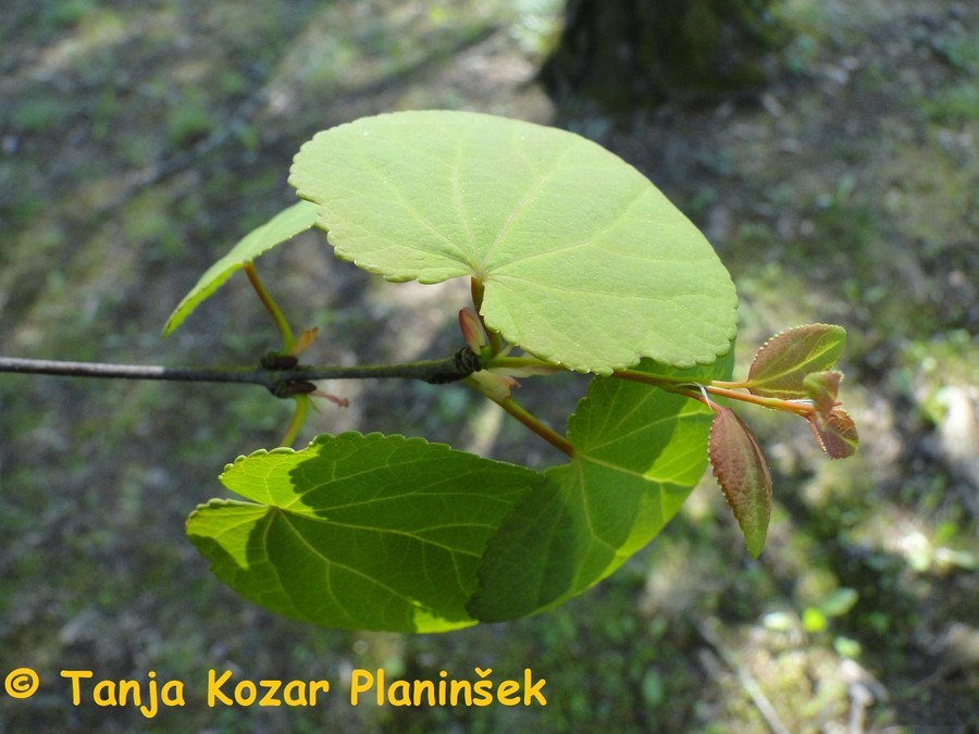 Cercidiphylum japonicum 1.jpg