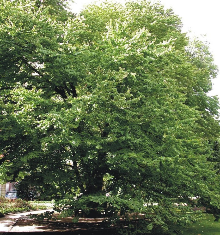 Cercidiphylum japonicum.jpg