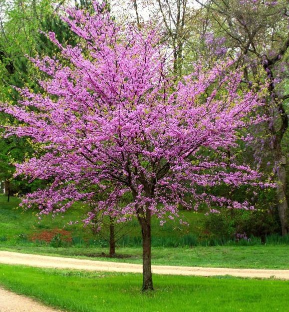 Cercis canadensis 1.jpg