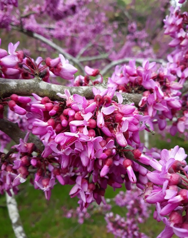 Cercis siliquastrum 1.jpg