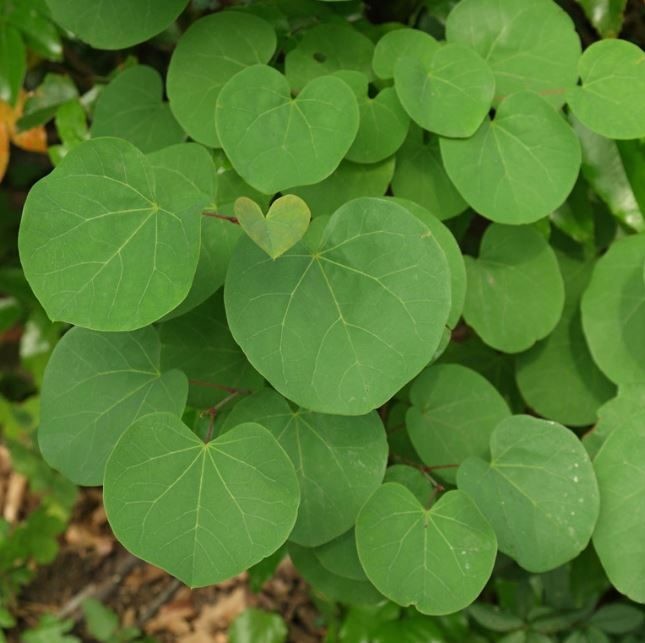 Cercis siliquastrum 2.jpg