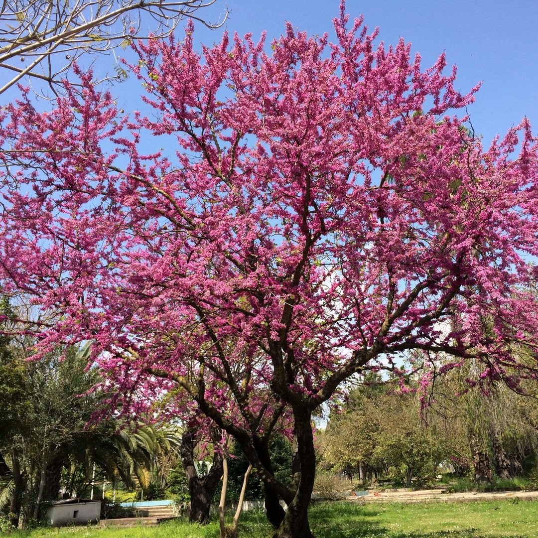 Cercis siliquastrum.jpg