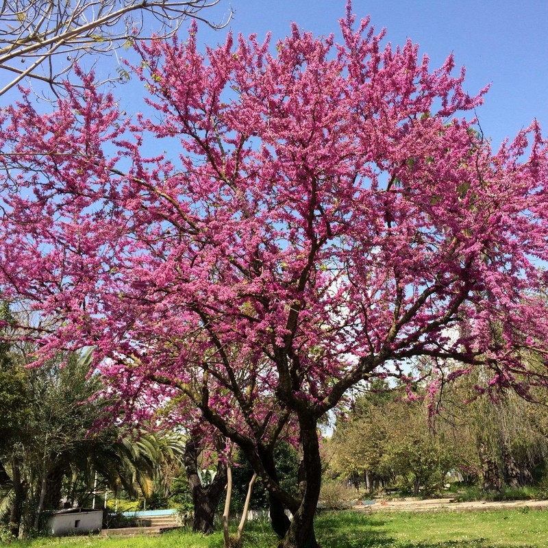 Cercis siliquastrum.jpg