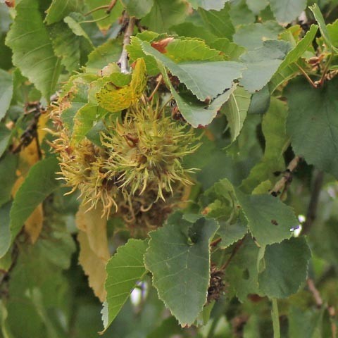 Corylus colurna 1.jpg