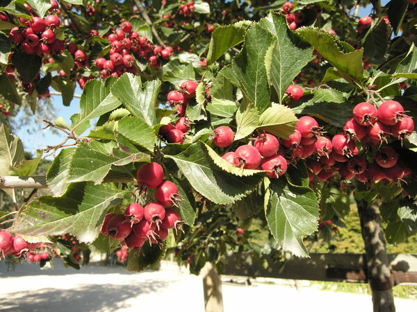 Crataegus crus-galli 1.jpg