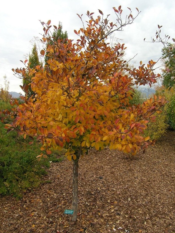 Crataegus crus-galli 2.jpg