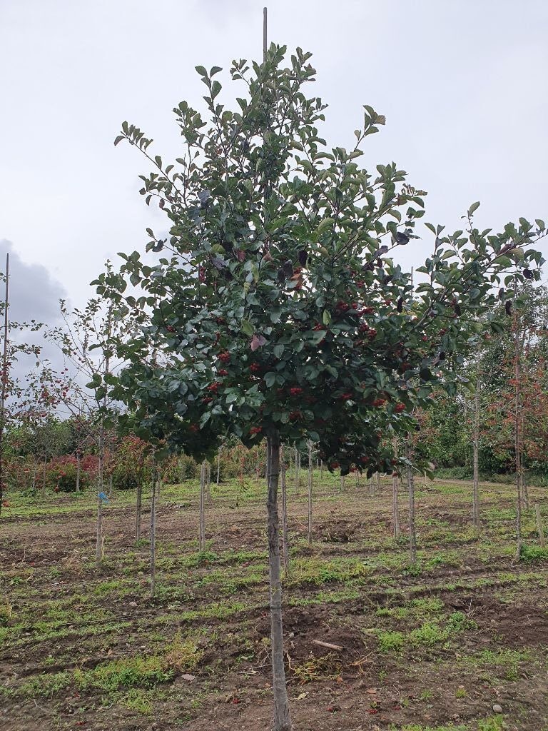 Crataegus crus-galli.jpg