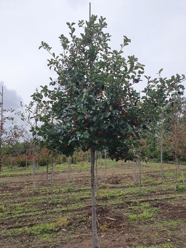 Crataegus crus-galli.jpg