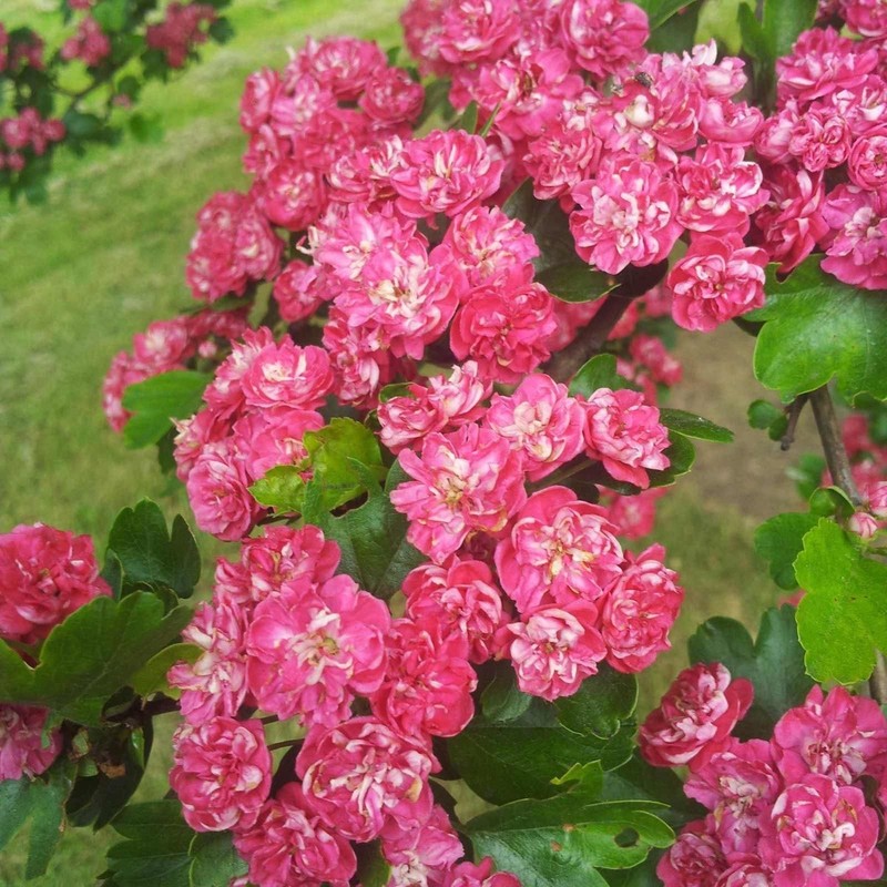 Crataegus laevigata Pauls Scarlet 1.jpg