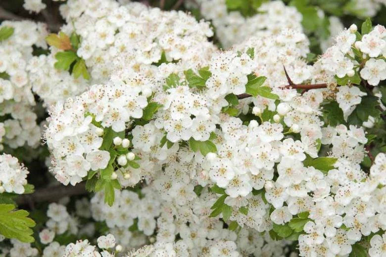 Crataegus monogyna 1.jpg