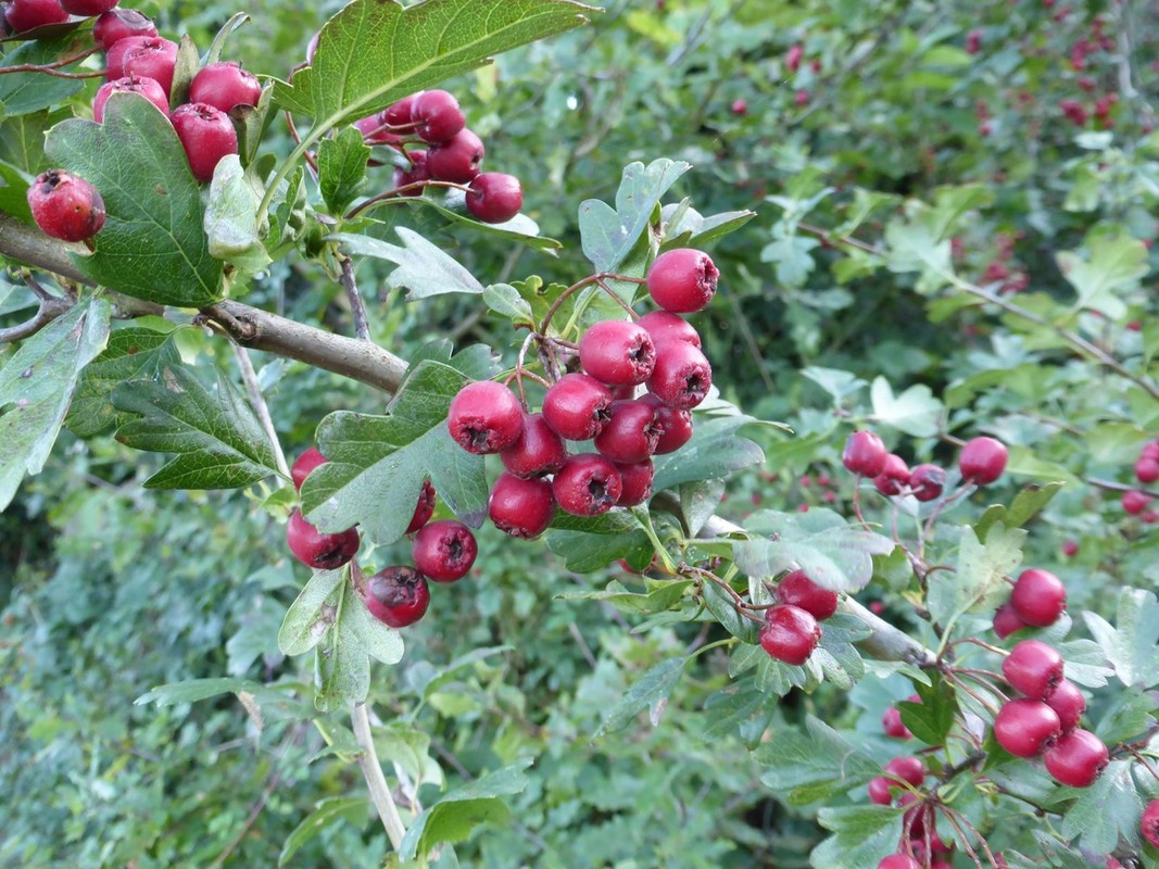 Crataegus monogyna 2.jpg