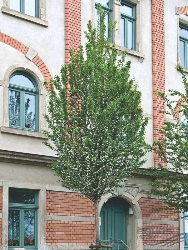 Crataegus monogyna Stricta 1.jpg