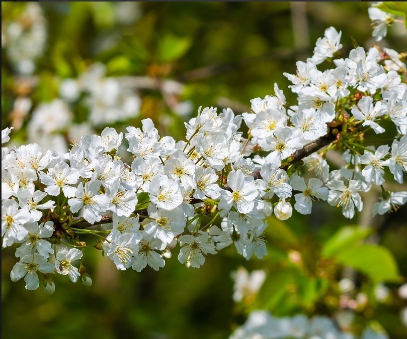 Crataegus monogyna Stricta 2.jpg