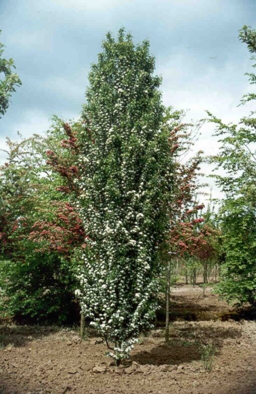 Crataegus monogyna Stricta.jpg