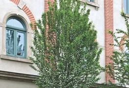 Crataegus monogyna 'Stricta' - enovrati stebrasti glog