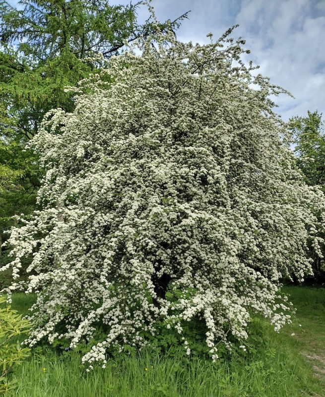 Crataegus monogyna.jpg