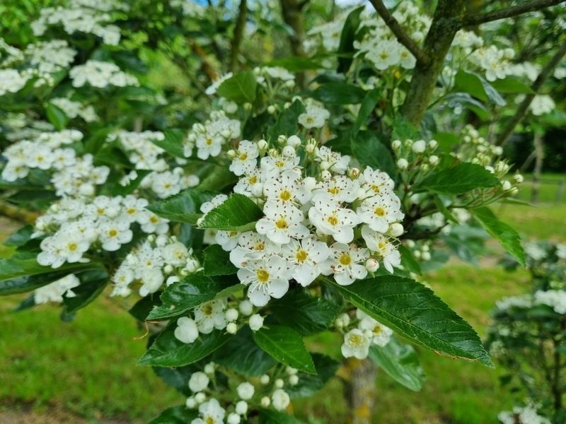 Crataegus x lavallei Carrierei 1.jpg
