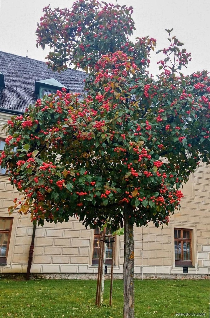 Crataegus x lavallei Carrierei 2.jpg