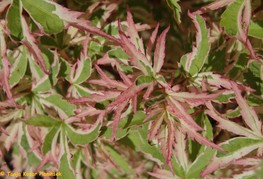 Acer palmatum 'Butterfly' - pisanolistni japonski javor