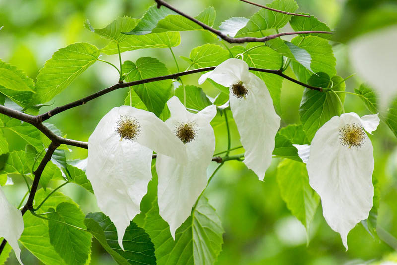 Davidia involucrata 1.jpg