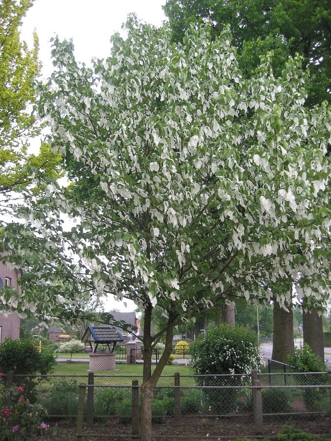 Davidia involucrata.jpg