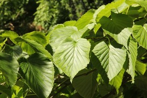 Davidia involucrata.JPG