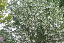 Davidia involucrata var. vilmoriniana - davidija