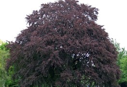 Fagus sylvatica f. purpurea - rdečelistna bukev