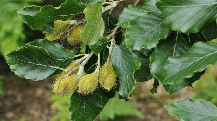 Fagus sylvatica 1.jpg