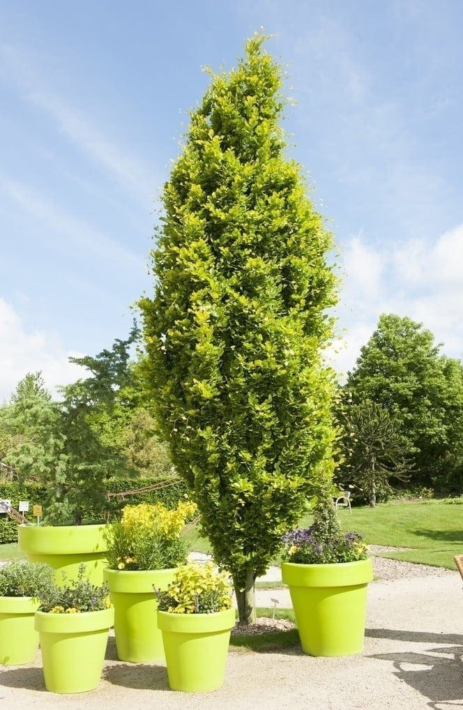 Fagus sylvatica Dawyck Gold 2.jpg