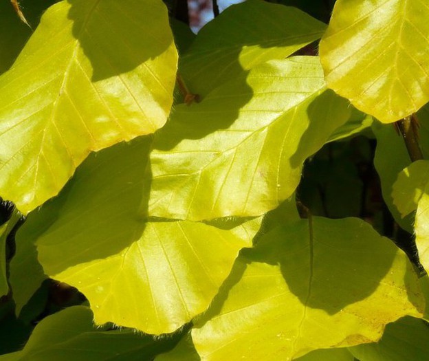 Fagus sylvatica Dawyck Gold.jpg