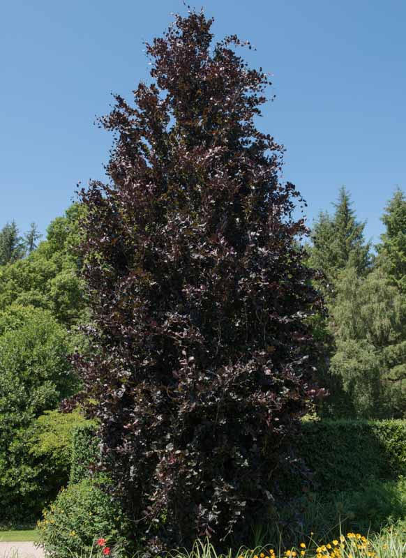 Fagus sylvatica Dawyck Purple.jpeg