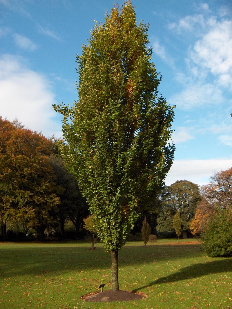 Fagus sylvatica Dawyck.jpg