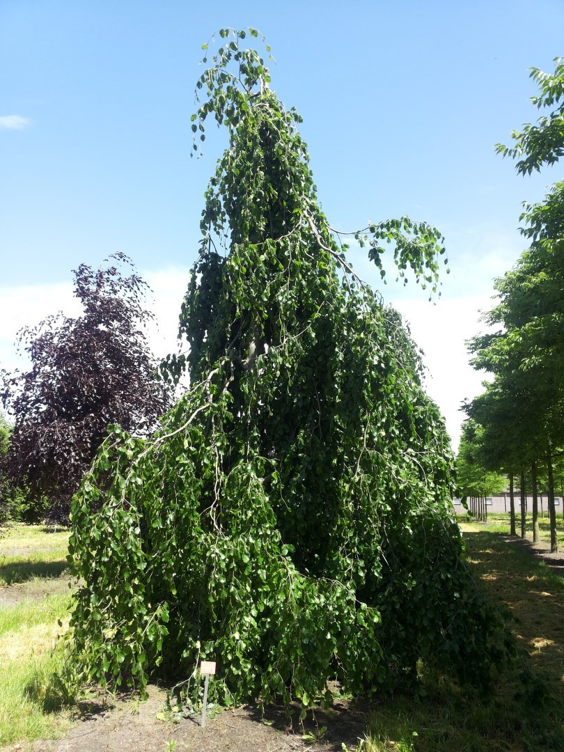 Fagus sylvatica Pendula.jpg