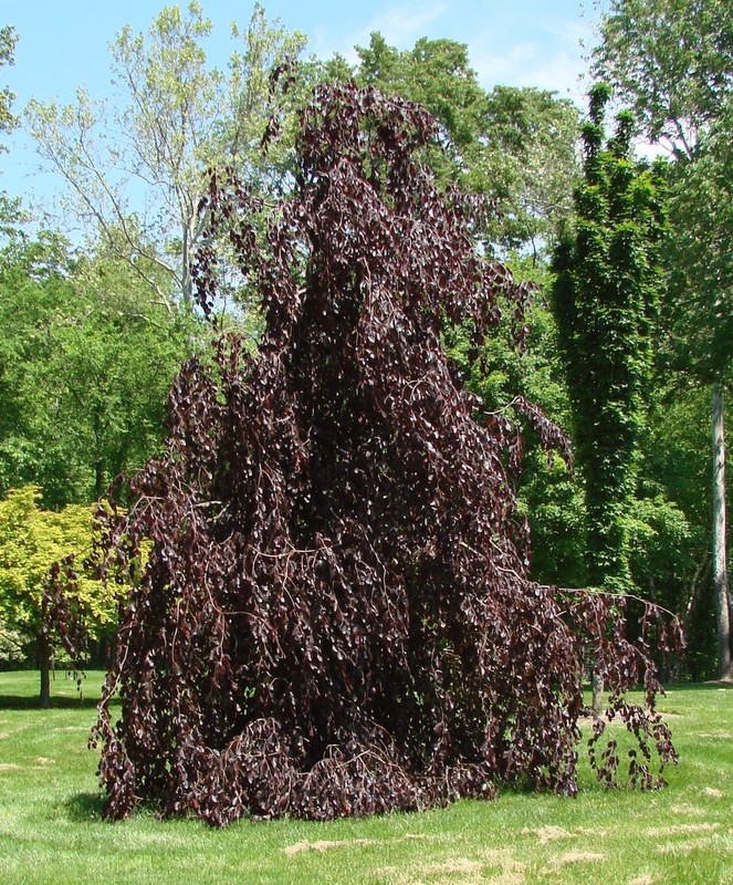 Fagus sylvatica Purple Fountain.jpg