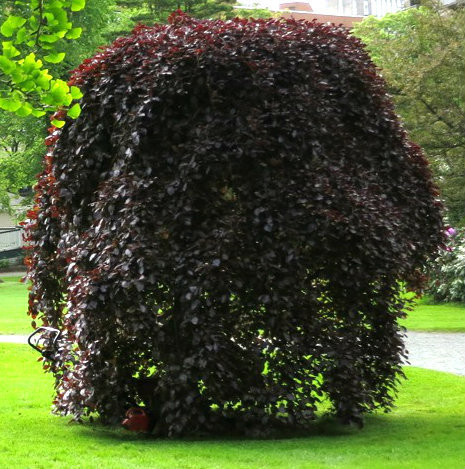 Fagus sylvatica Purpurea Pendula.jpg