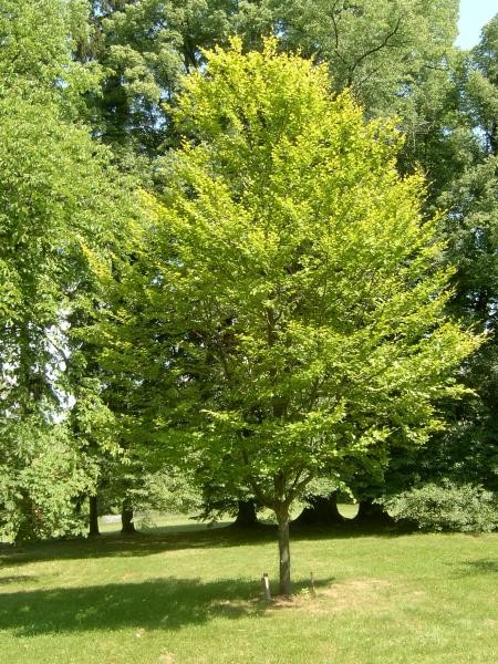 Fagus sylvatica Zlatia 1.jpg